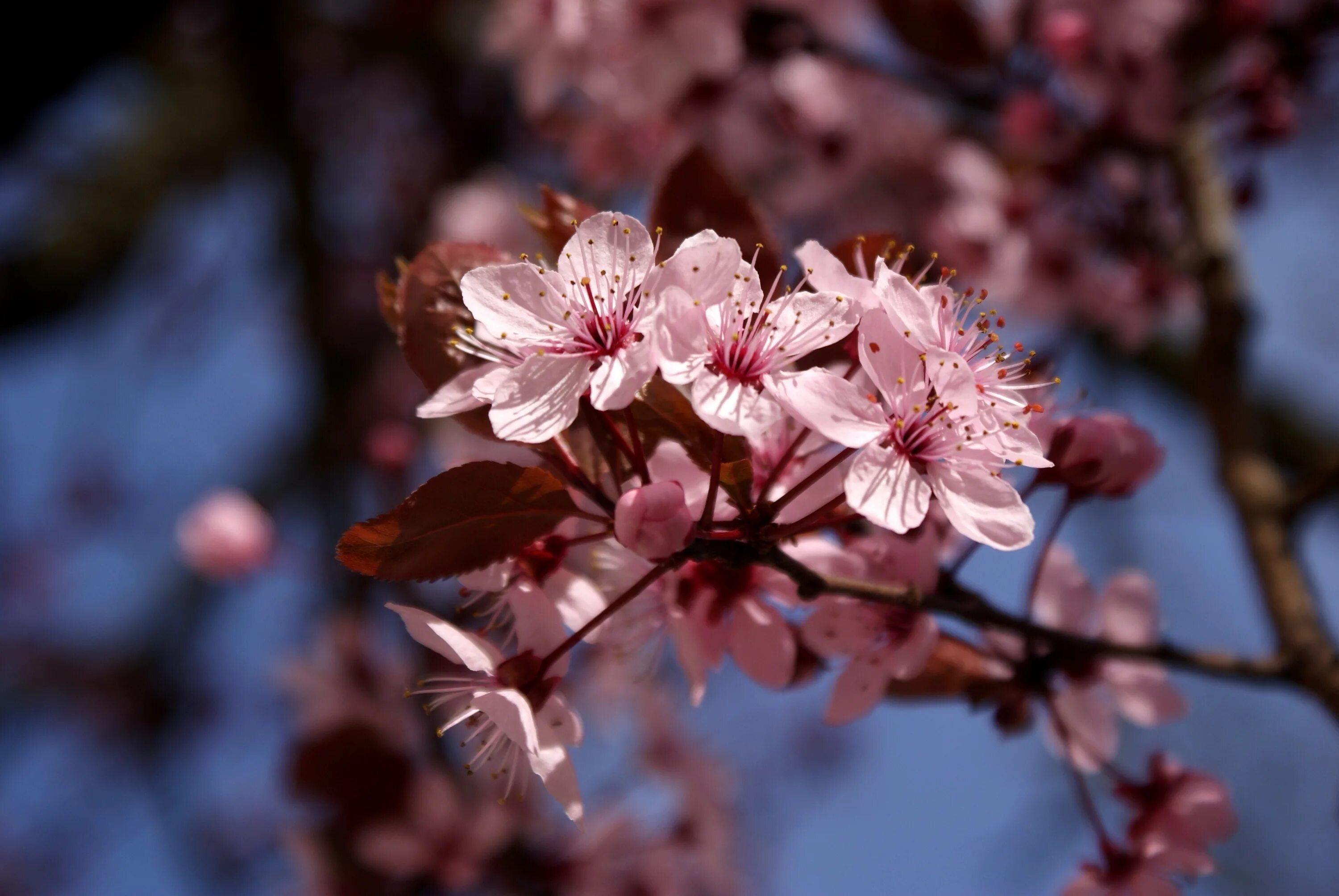 Сакура вишня. Цветущая Сакура. Цветущие ветки вишни. Сакура небо