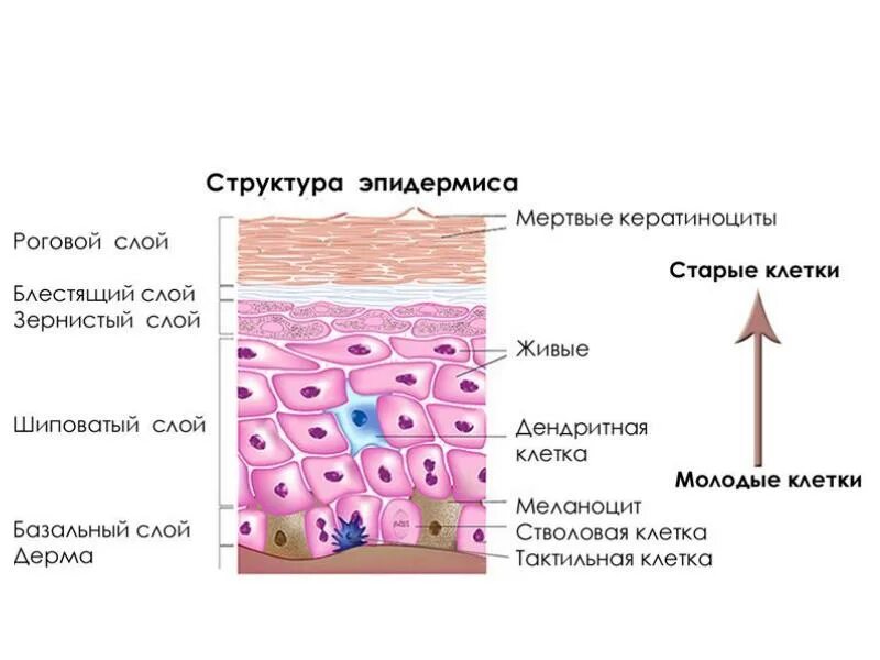 Презентация кожа 9 класс. Кожа человека презентация 8 класс биология. Слои тела. Презентация кожи каталог. Be внешний слой.