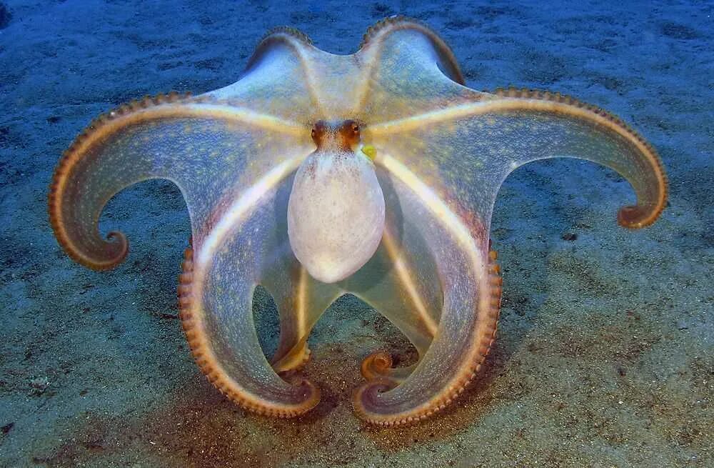 Морской осьминог. Морские обитатели осьминог. Медуза и осьминог. Диковинные морские обитатели.