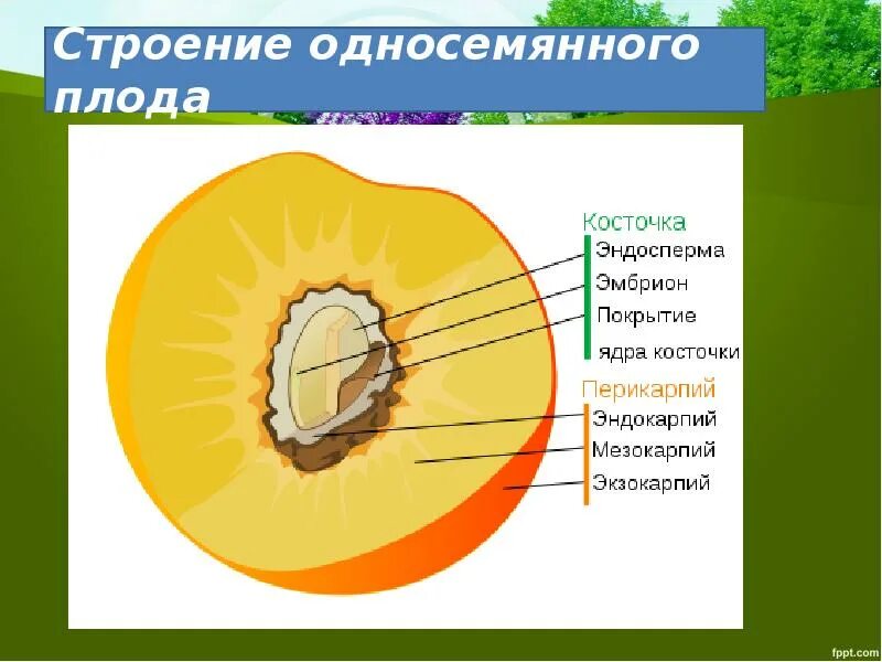 Строение плода персика биология. Строение околоплодника. Строение плода персика схема. Строение плода персика 6 класс. Структуры околоплодника персика