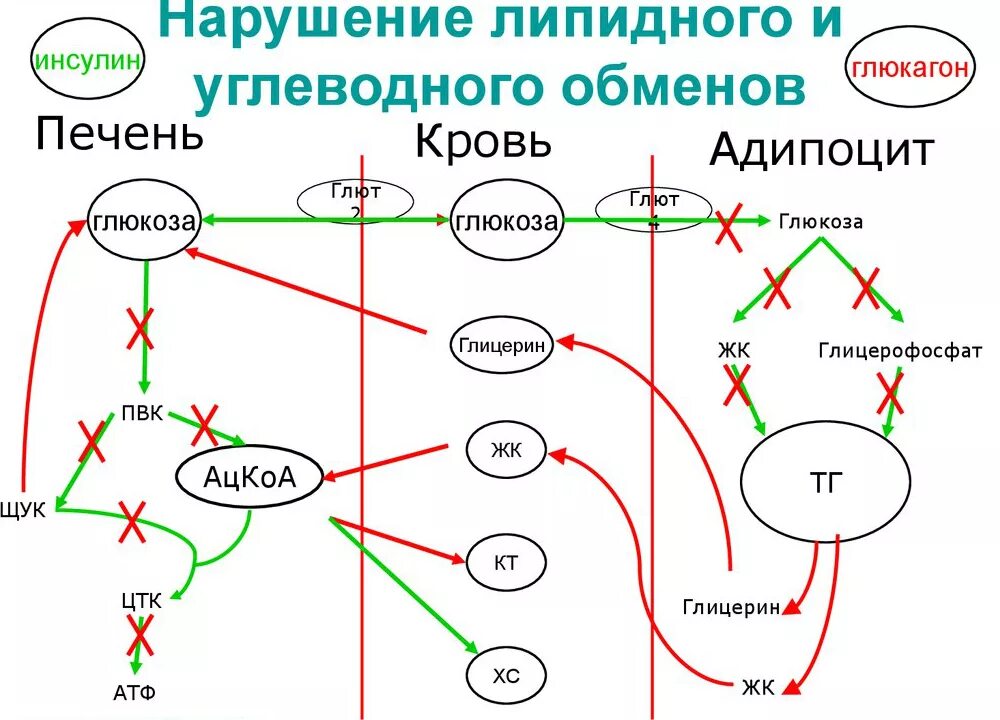 Как нормализовать липидный обмен. Нарушения обмена углеводов биохимия. Нарушение обмена углеводов схема. Нарушение углеводного обмена схема. Патология углеводного обмена схема.