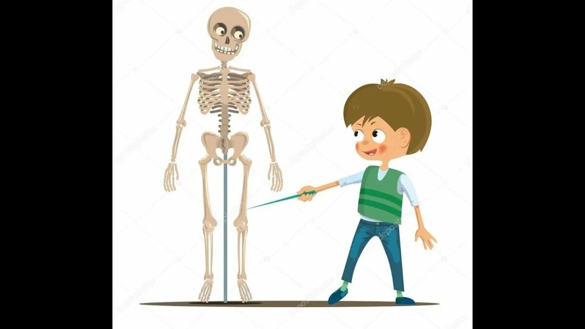 И молодые люди кости человека. Скелет человека для детей. Скелет мальчика. Скелет взрослого и ребенка.