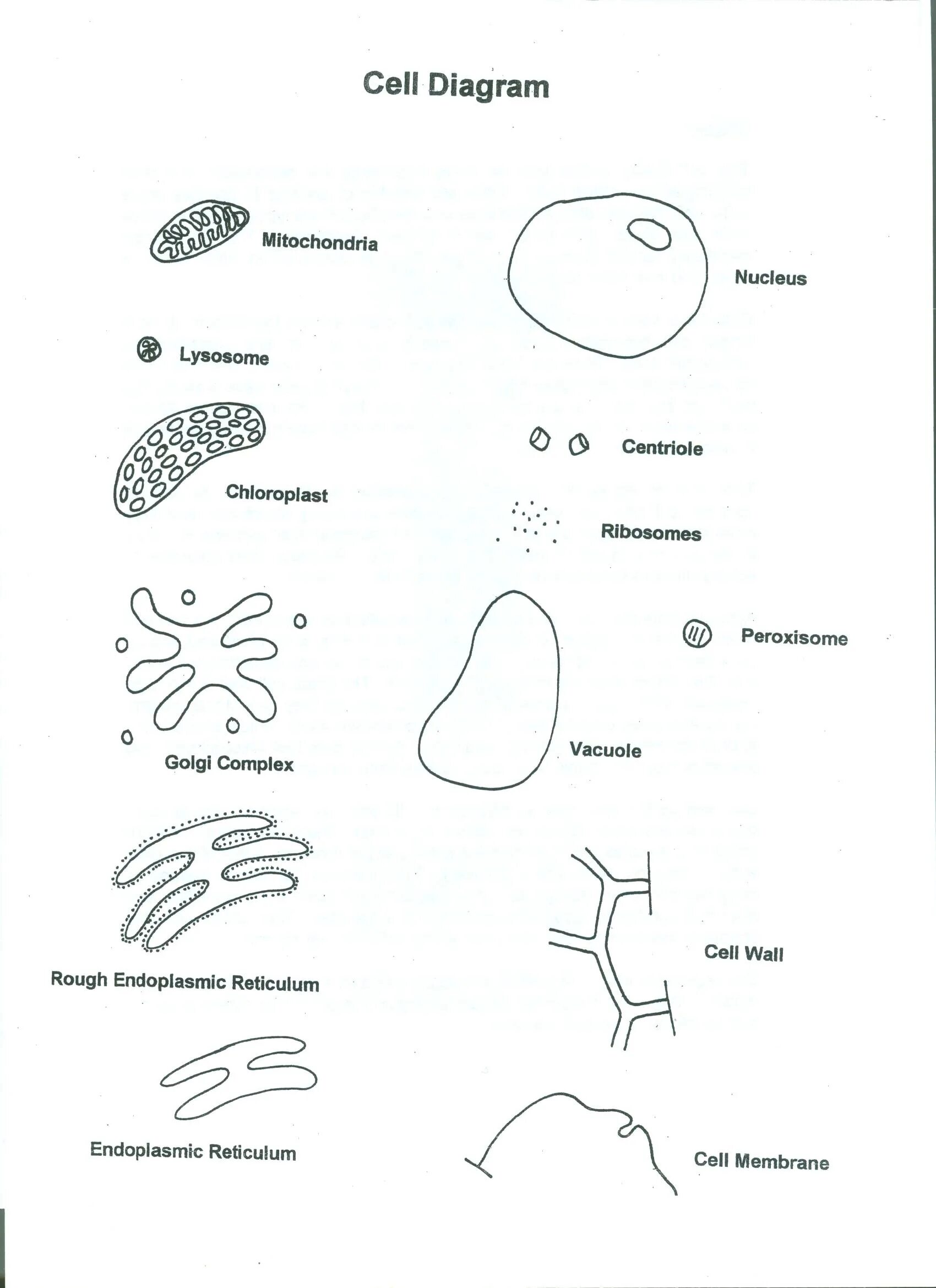 Cells Worksheets. Строение клетки раскраска. Строение животного раскраска. Клетки распечатать и раскрасить. Worksheets cells