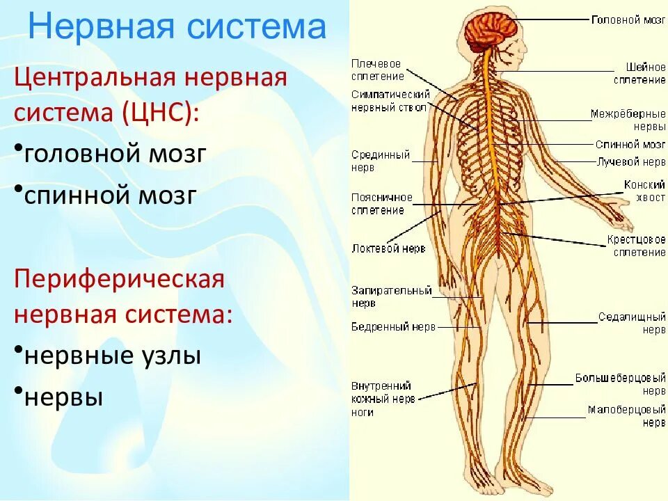 Нервная система. Нервная система человека. Нервы и нервные узлы. Центральная нервная система.