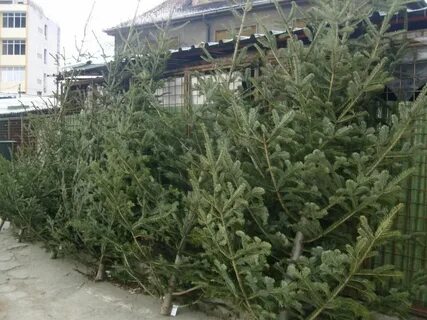 Продам новогодние елки