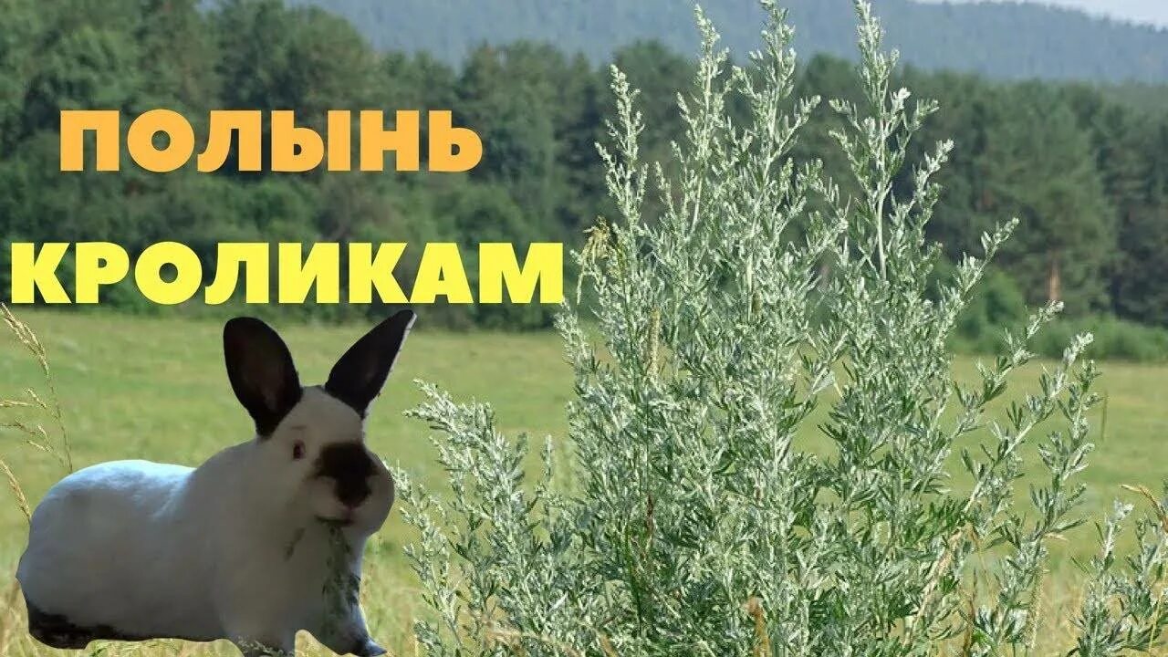 Можно ли кроликам крапиву. Полынь для кроликов. Кролик в траве. Растения для кроликов. Полезные растения для кроликов.