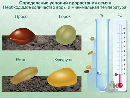 Для прорастания семян необходим свет
