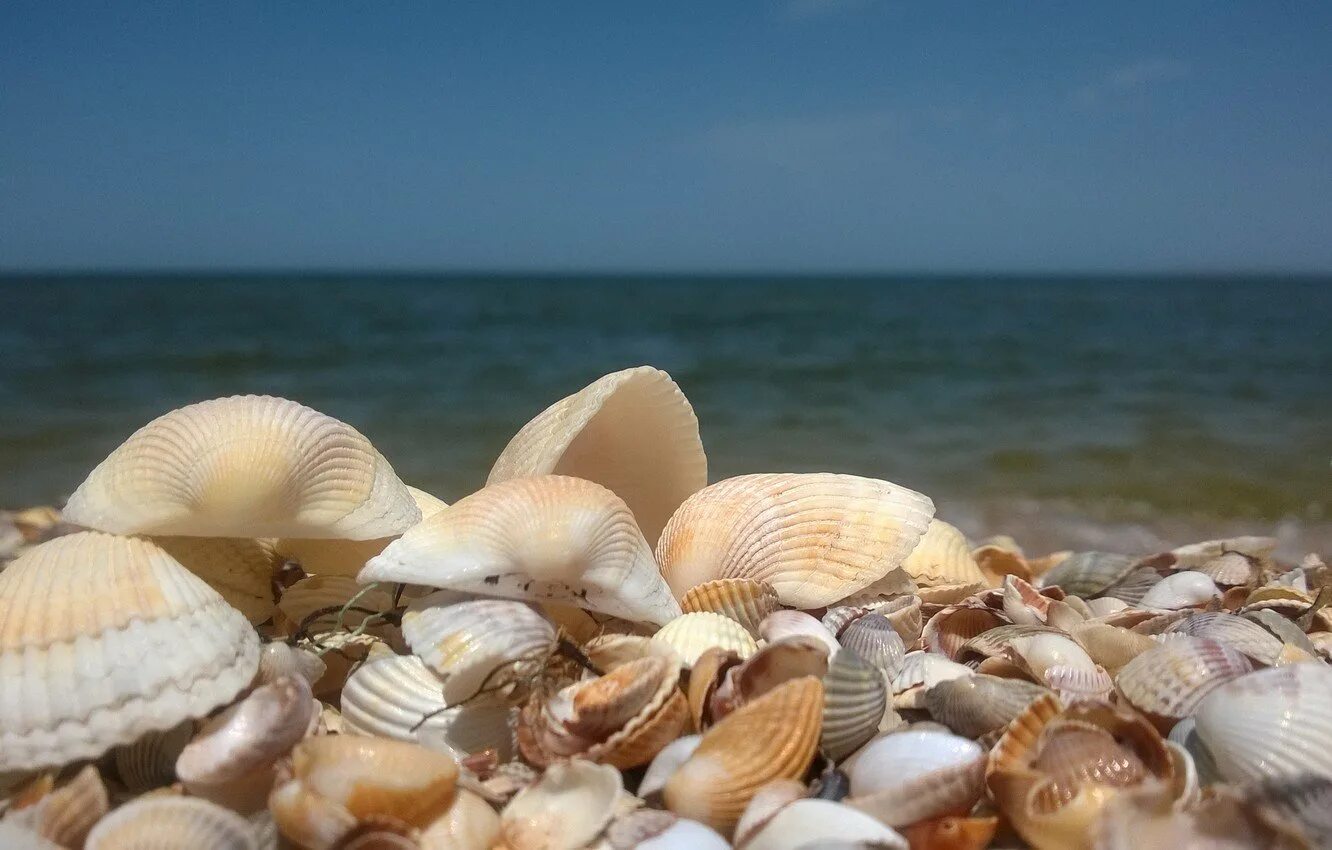 Азовское море ракушечный берег. Феодосия ракушечный пляж. Ракушечный пляж в Геленджике. Ракушечный пляж Витязево.