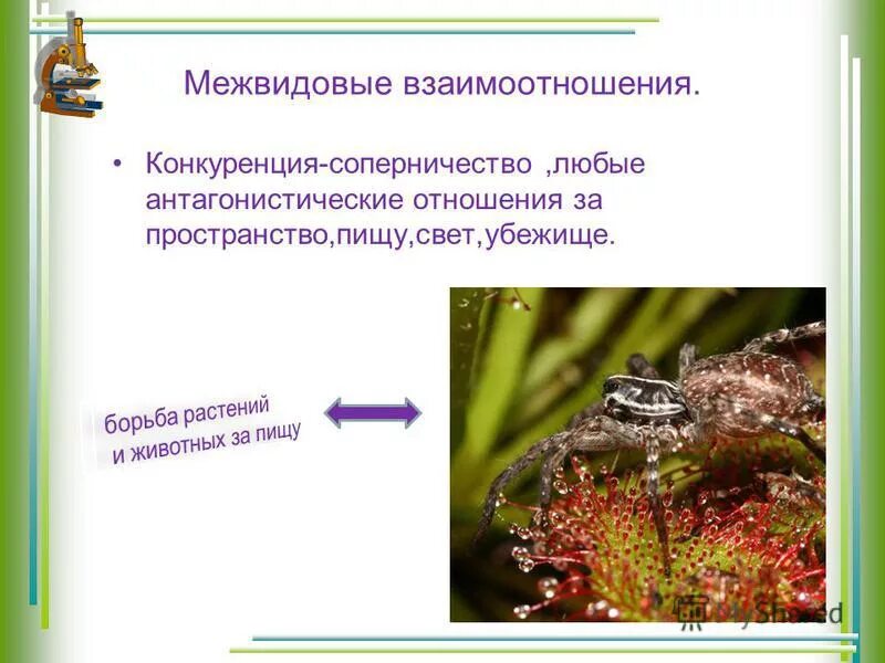 Межвидовые взаимодействия. Межвидовые взаимоотношения. Межвидовые отношения примеры. Межвидовые взаимоотношения в экосистеме.