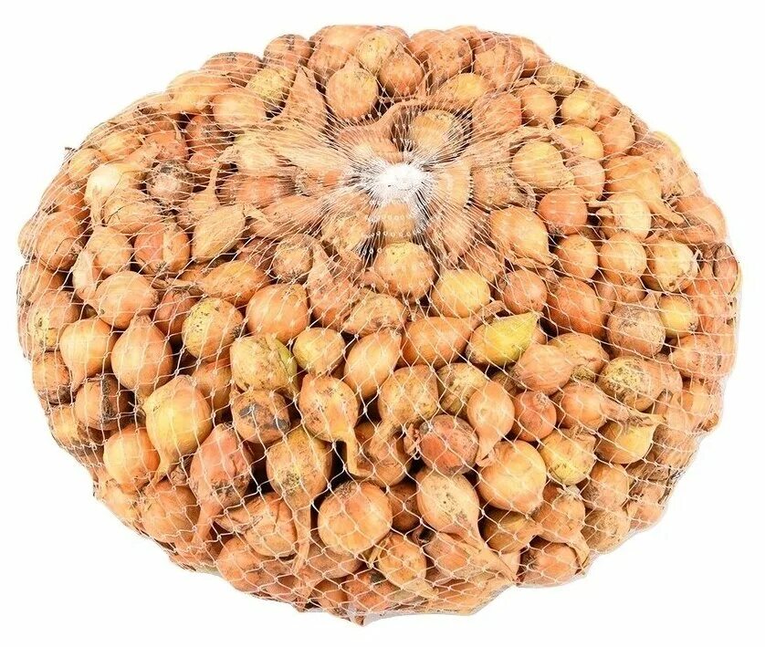 штутгартер ризен. лук репчатый штуттгартер ризен.