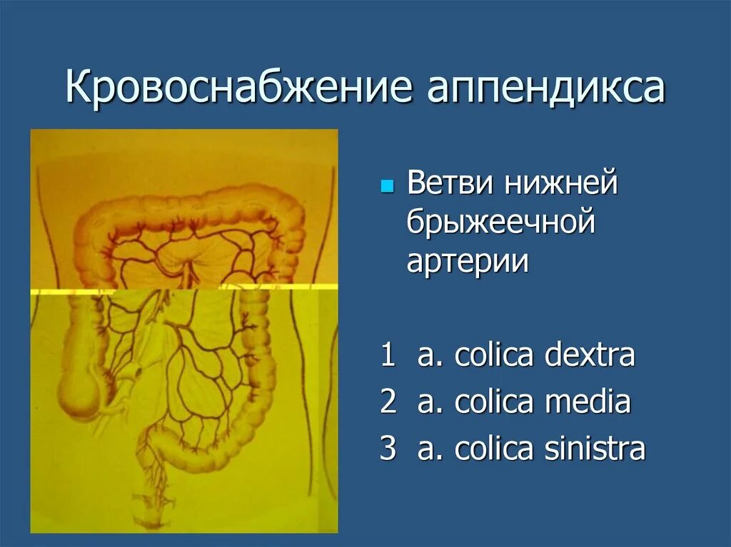 Строение аппендикса. Аппендикс кровоснабжение и иннервация. Слепая кишка венозный отток. Анатомия аппендикса кровоснабжение. Сосуды брыжейки червеобразного отростка.