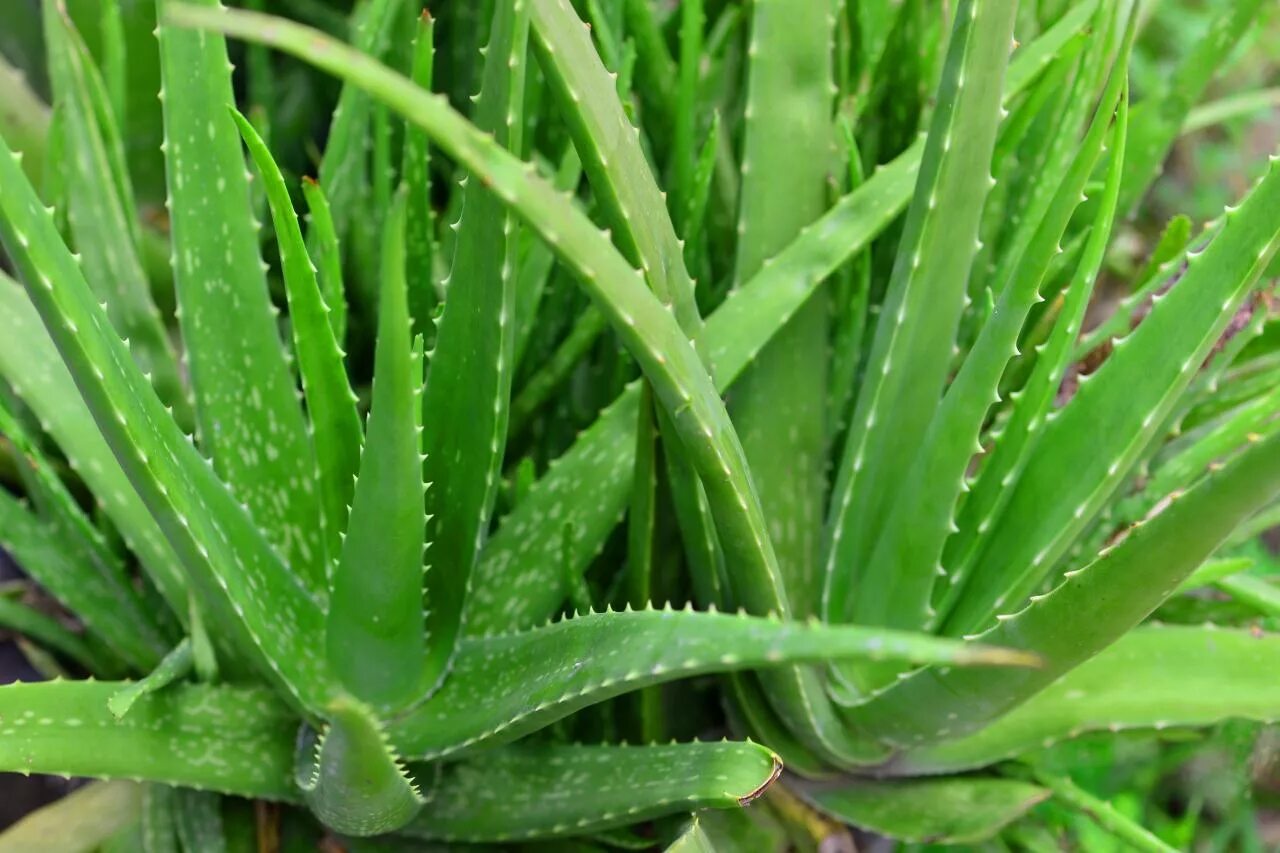 Aloe via. Алоэ Ланца.