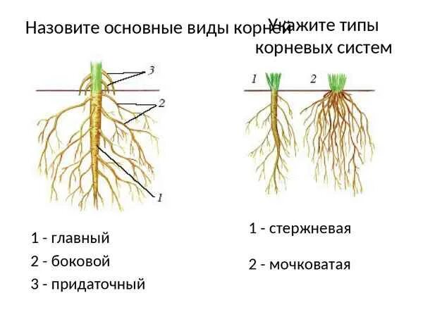 Корневая система растений образованы. Типы корневых систем 6. Строение корня и типы корневых систем. Корневые системы растений 6 класс.