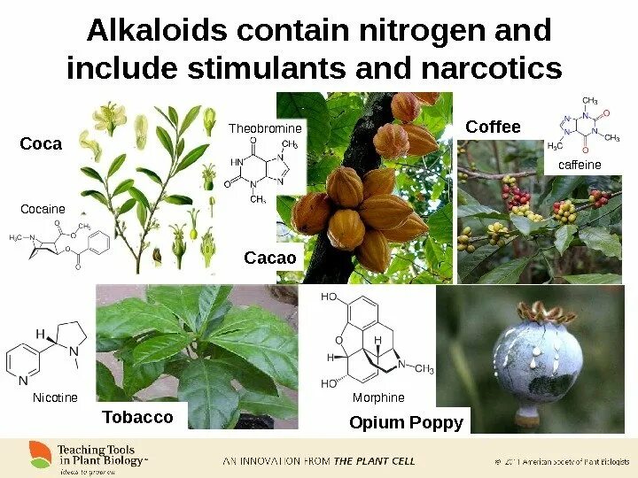 Alkaloids. Алкалоид из растения Кока. Митрагинин – алкалоид растения Mitragyna speciosa.. Белланоиды Алконоиды. Алкалоид в чайных листьях