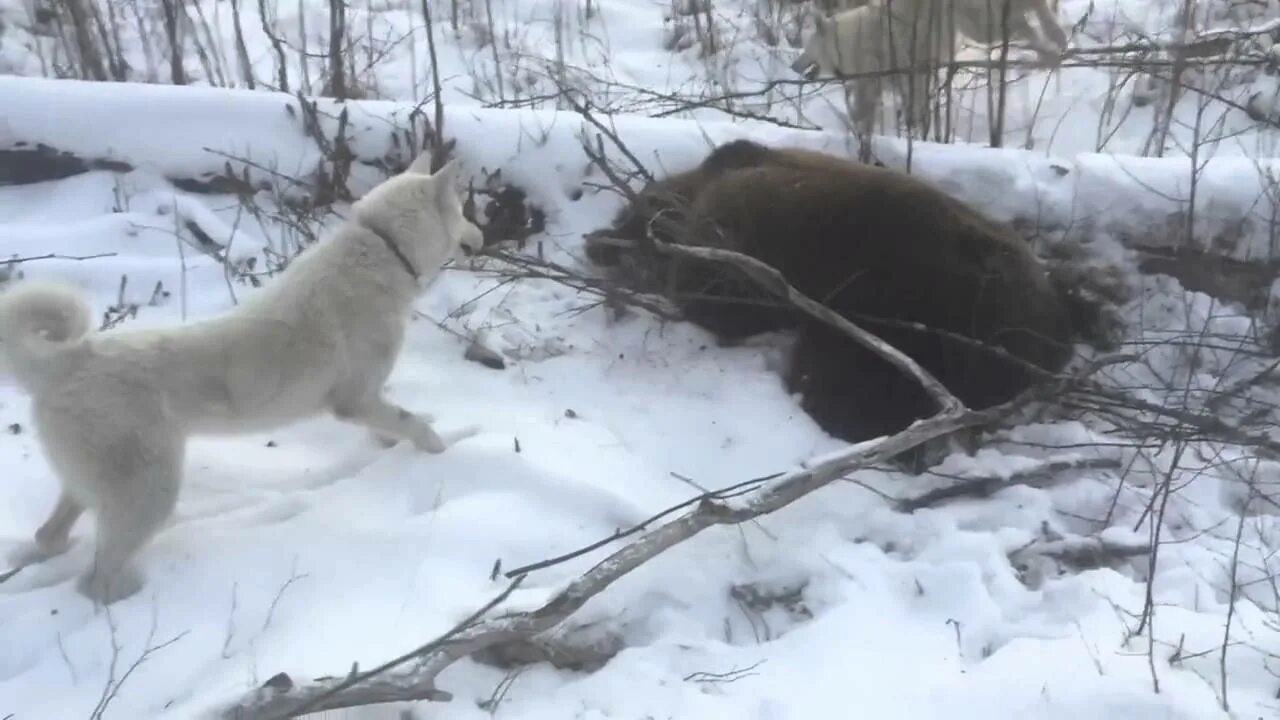 Западно Сибирская лайка медведь. Западно Сибирские лайки на охоте на медведя. Охота с западносибирской лайкой на медведя. Охота с лайкой на медведя Сибирский охотник.