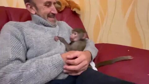 Гамадрил люська и компания дзен