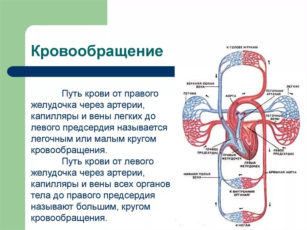 Строение системы кровообращения. Органы кровообращения кратко. Система кровообращения человека 3 класс. Кровообращение человека кровеносная система 8 класс. Регулируют кровообращение