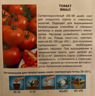 Томат ямал отзывы фото