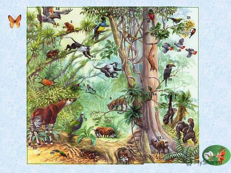 Обитатели ярусов. Ярусность тропического леса. Ярусность лесного биоценоза. Этажи леса для дошкольников. Обитатели тропического леса для детей.