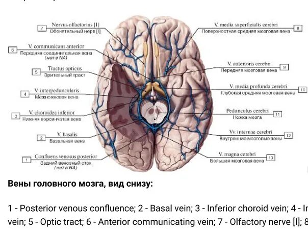 Мозговые артерии латынь. Вена Галена головного мозга. Вены основания головного мозга. Внутренние мозговые вены анатомия. Глубокие вены мозга анатомия.