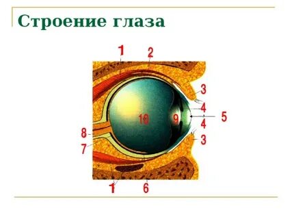 Тест по биологии 8 класс строение глаза