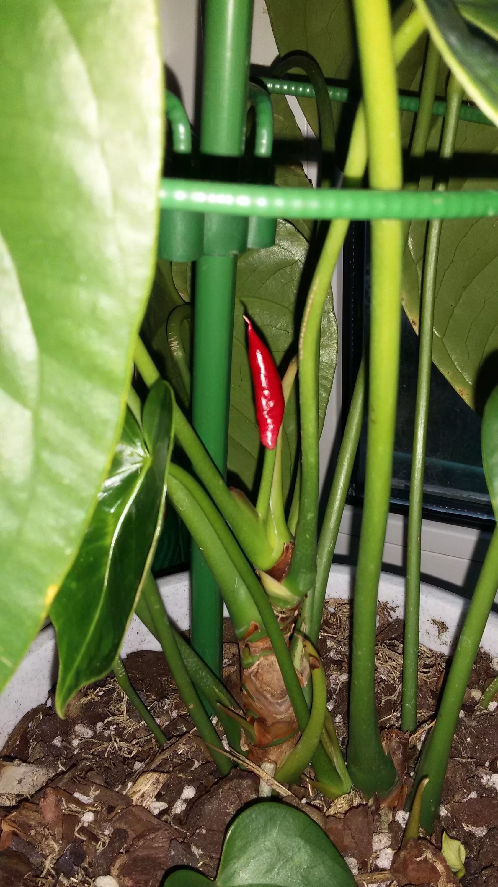 антуриум цветонос