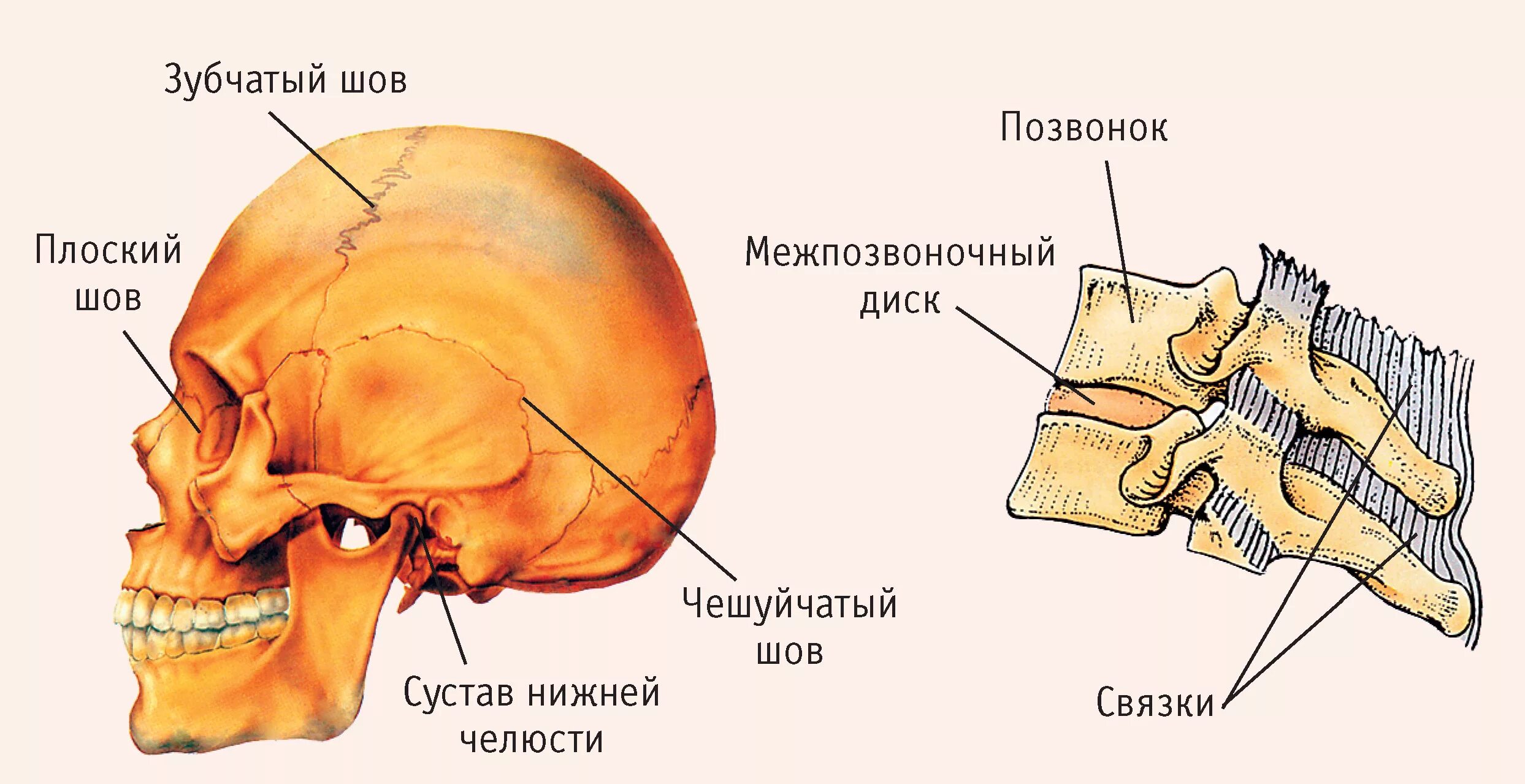 Соединение лобной и теменной кости. Чешуйчатый шов черепа анатомия. Швы черепа анатомия зубчатый. Строение кости швы черепа. Соединения костей черепа анатомия швы.