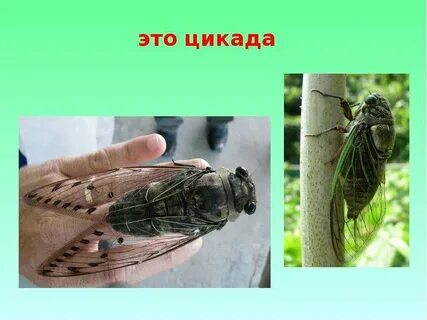 Цикады объяснение