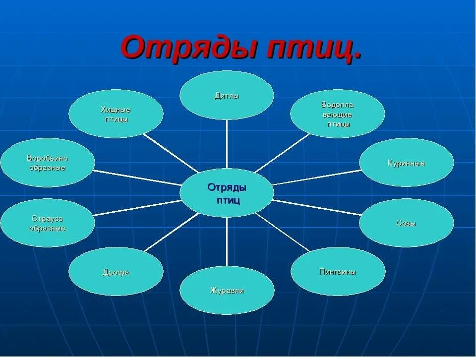 Отряды птиц. Класс птицы отряды. Отряды птиц таблица. Отряды птиц кластер.