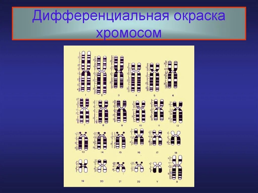 Изменение окраски хромосом. Методы дифференциальной окраски хромосом. Дифференциальная g-окраска хромосом. Метод дифференциального окрашивания хромосом. Метод дифференциальной окраски хромосом.