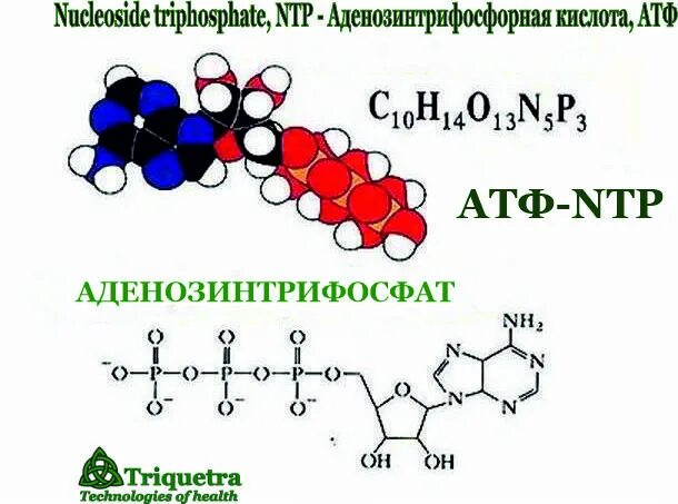 АТФ аденозинтрифосфорная кислота. Формула аденозинтрифосфорной кислоты. Алдиназин трифосфорная кислота. Структура аденозинтрифосфорной кислоты – АТФ.