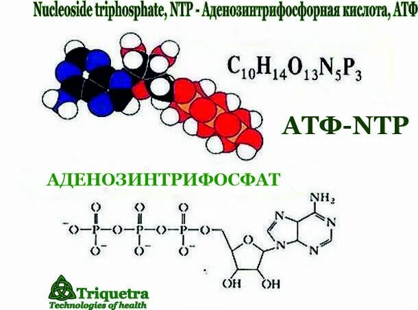Атф вопросы. Атф аденозинтрифосфорная кислота. формула аденозинтрифосфорной кислоты. алдиназин трифосфорная кислота. структура аденозинтрифосфорной кислоты – атф.