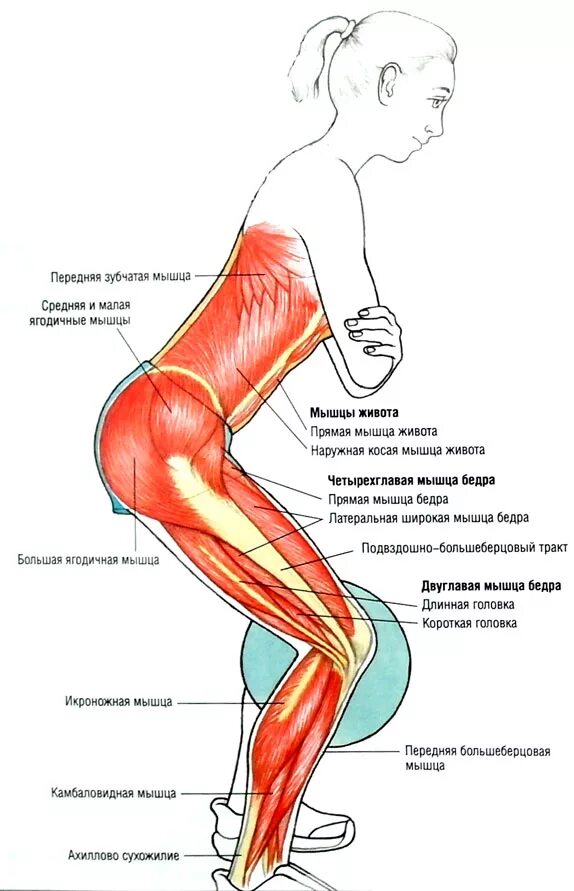Ягодичные мышцы анатомия упражнения. Малая ягодичная мышца упражнения упражнения. Приседания мышцы задействованы. Схема ягодичных мышц.