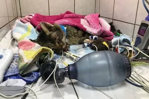 Коту сбиваются