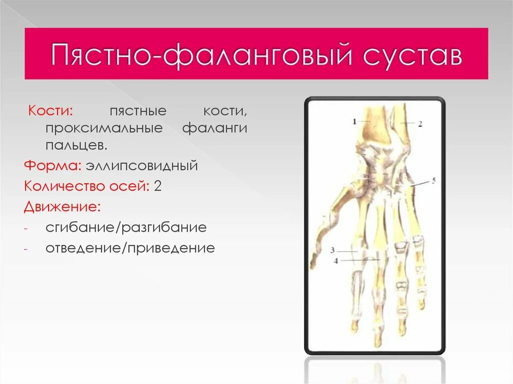 Пястиофалвнговый сустав. Пясто фаьанговый сустав. Пястно фаланговые суставы движения. Капсулы пястно фалангового сустава. Функции движения суставов