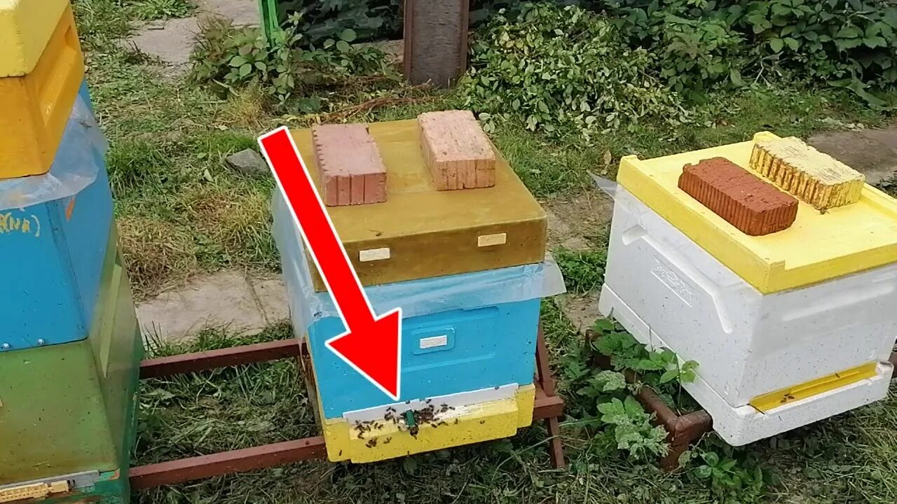 Как бороться с ульем