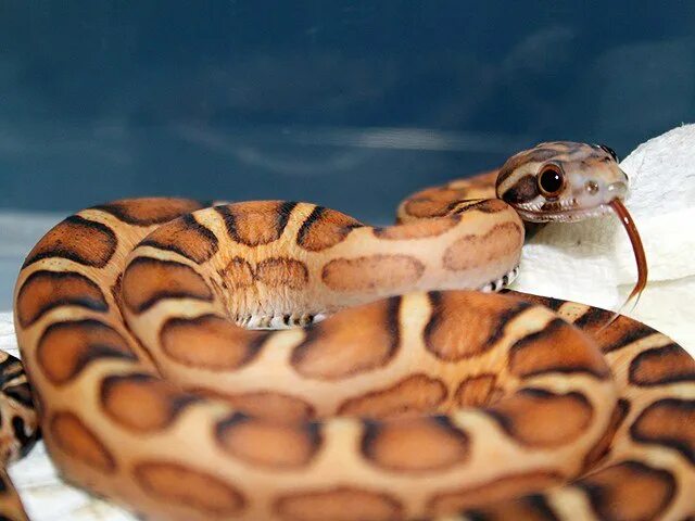 Змея без чешуи. Королевский питон scaleless. маисовый полоз scaleless. лысый маисовый полоз. маисовый полоз без чешуи.