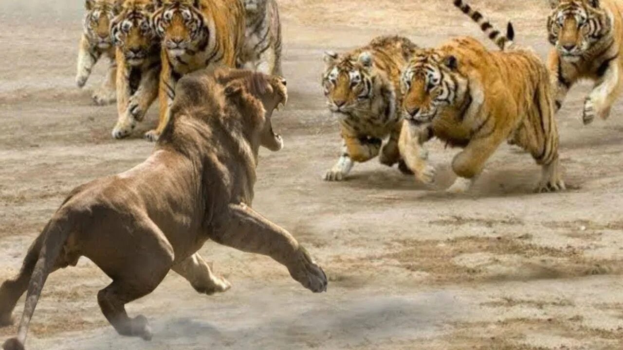 Видео тигров видео видео тигров против. Лев против тигра. Бой тигра и Льва. Лев и тигр битва.