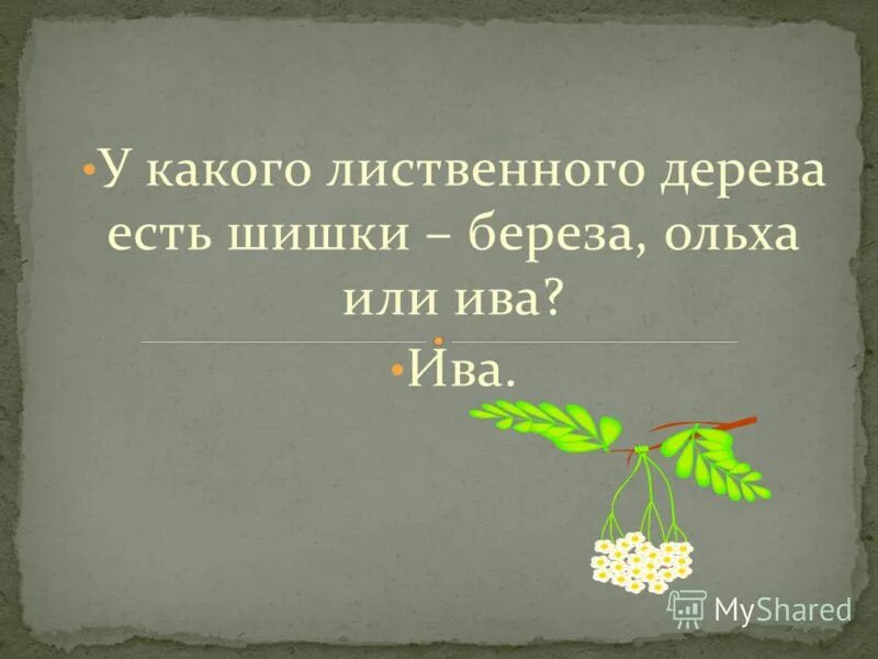 Как появилась поговорка дрожит как осиновый лист