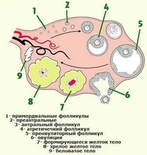 Сколько антральных фолликулов
