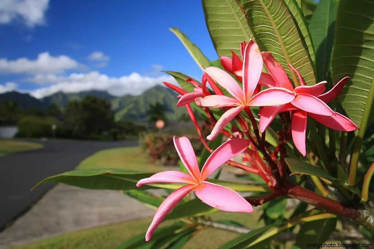 Tropical plant. Магнолия Плюмерия. Плюмерия манго. Магнолия в Тайланде. Монстера Плюмерия.