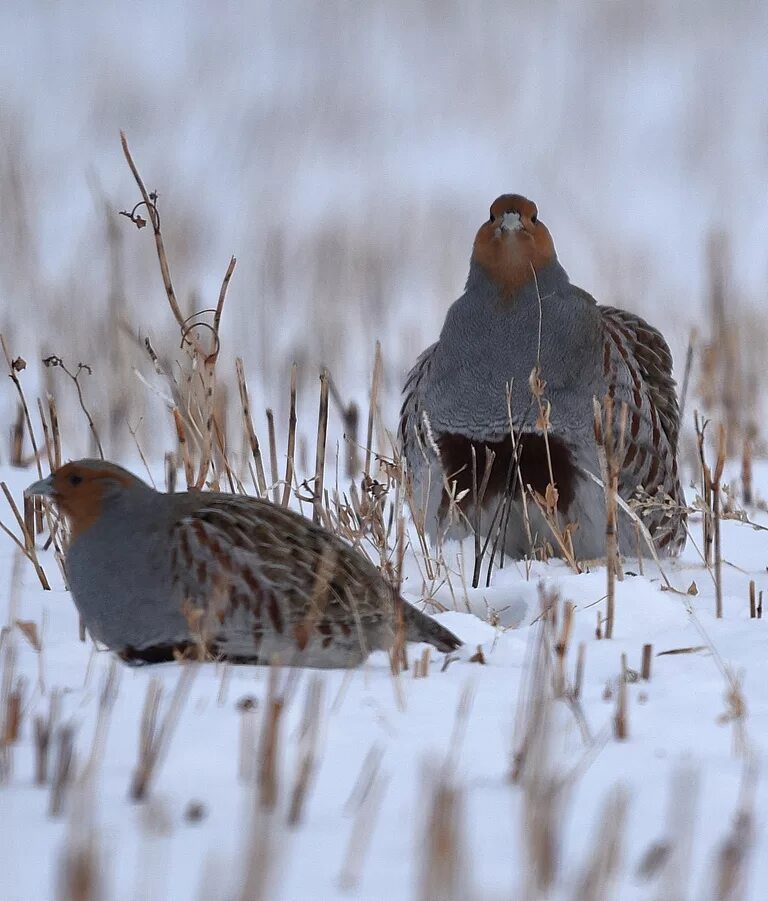 Серая куропатка (Perdix Perdix). Куропатка обыкновенная. Куропатка Крымская.