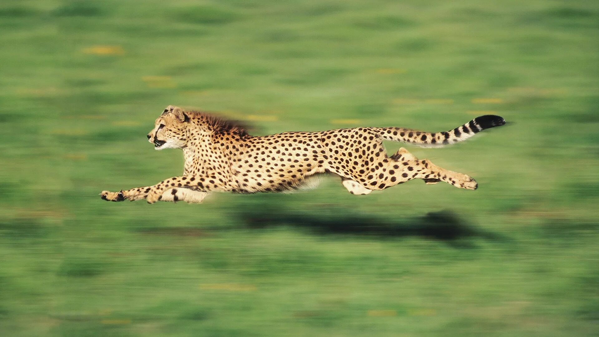 Леопард и гепард Ягуар скорость. Скорость леопарда и гепарда. Леопард в прыжке и гепард.