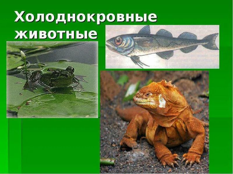 Холоднокровные животные используют. Холоднокровные. ящерицы теплокровные или холоднокровные. примеры холоднокровных животных. пойкилотермные животные.