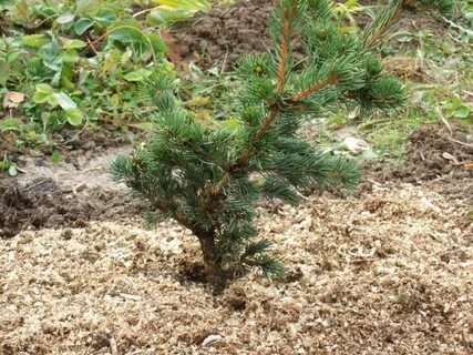 Picea pungens lucky