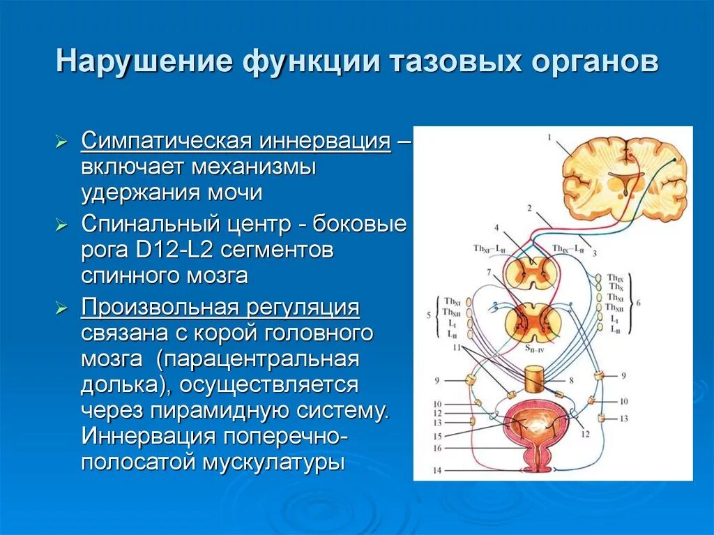 Центр контроля функции тазовых органов. Неврогенные нарушения функций тазовых органов. Синдром тазовых нарушений. Нарушение функции тазовых органов проявляется. Нервы мочеиспускание