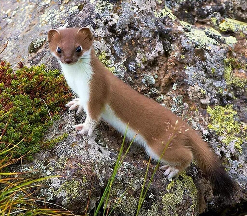 Горностай (mustela erminea). Горностай норка. Остров врангеля горностай. Ласка белая. Фретка куньи.