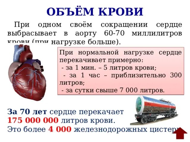 Объем крови. За сутки сердце человека перекачивает. Сколько крови перекачивает сердце.