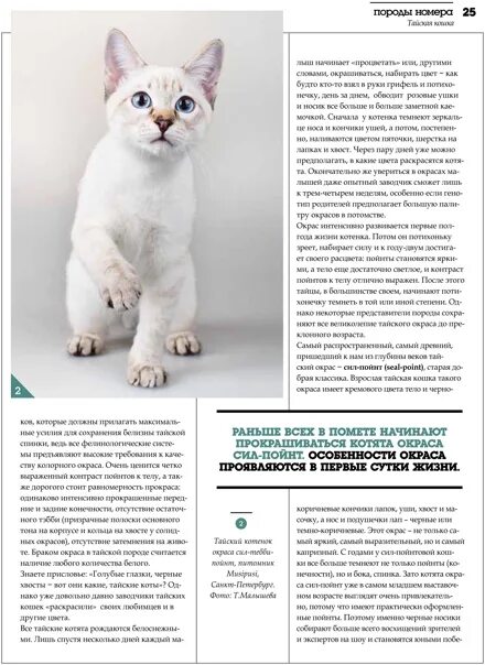 Окрасы британских кошек Имена кошек, Имена котят, Питомец