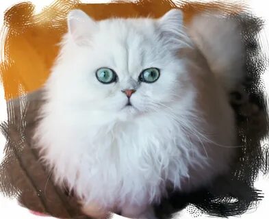 Персидская шиншилла
